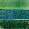MOSS - GREEN 1